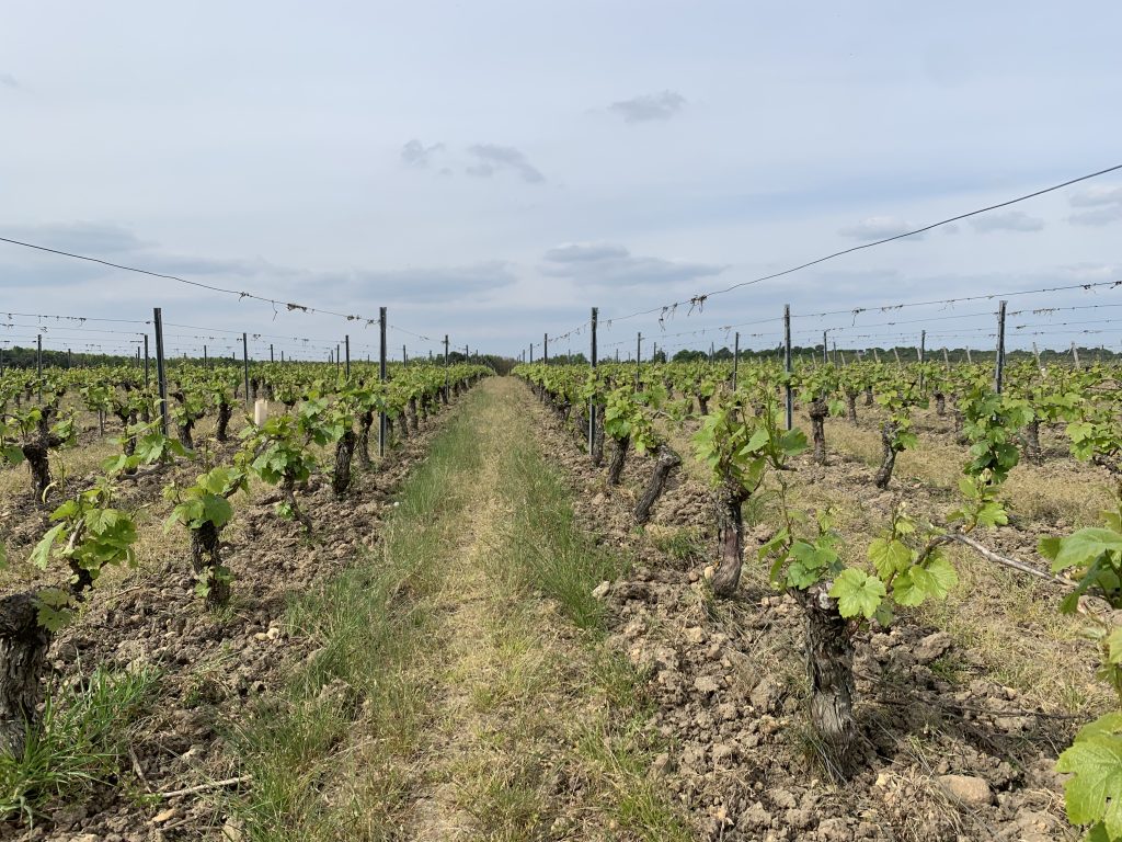 Domaine Bellevue Elite Wines®