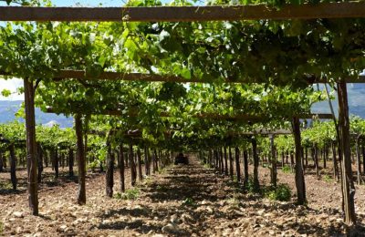 elite-wines-la-val-press