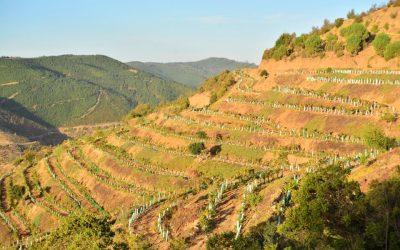 elite-wines-press-chilean-wines-miguel-torres