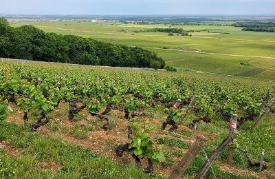 elite-wines-press-domained-ponsot-clos-des-monts-luisants