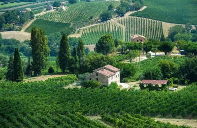 elite-wines-umani-ronchi-press
