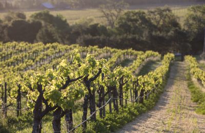 quivira vines